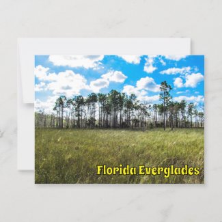 Everglades Cypress Blue Sky & Cloud Reflections