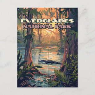 Everglades National Park Alligator Swamp Florida Postcard