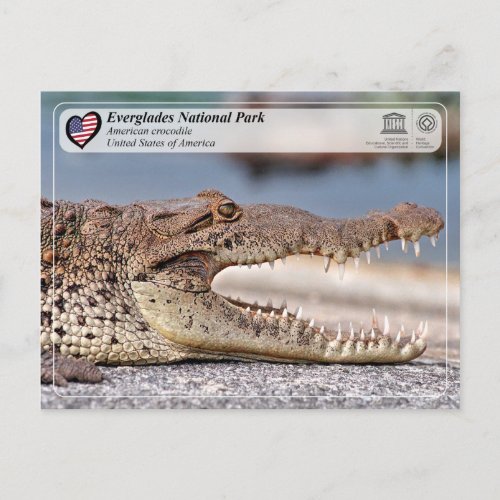 Everglades National Park _ American Crocodile Postcard