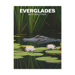 Everglades National Park Florida Alligator Travel Postcard