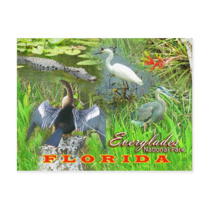 Everglades National Park, Florida Postcard