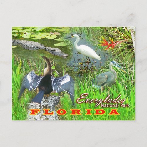 Everglades National Park Florida Postcard