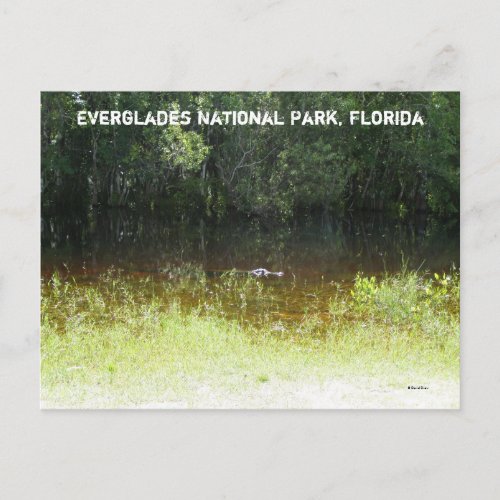 Everglades National Park Florida Postcard