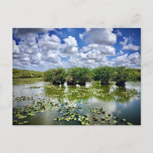 Everglades National Park Florida Postcard