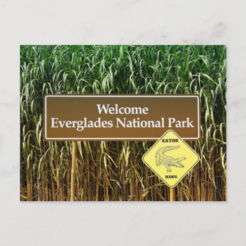 Everglades National Park Sign Gator Crossing Postcard