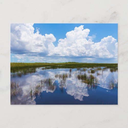 Everglades Natural Landscape Postcard