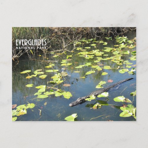 Everglades Postcard