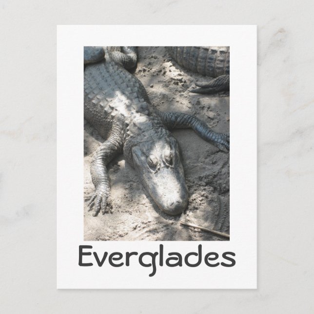 Everglades Postcard (Front)