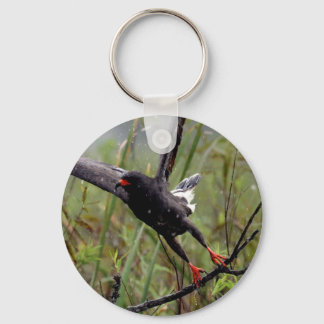 Everglades Snail Kite #1 keychain