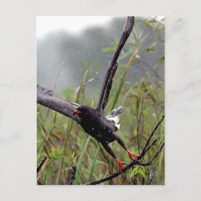 Everglades Snail Kite #1 postcard (Front)