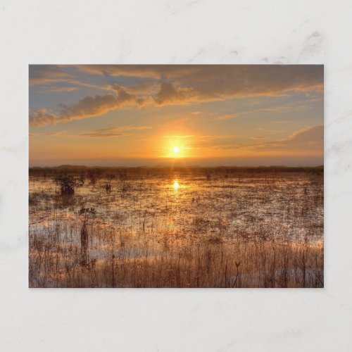 Everglades Sunset Postcard