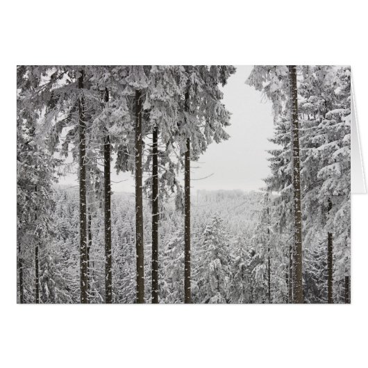 Evergreen forest in winter (Front Horizontal)