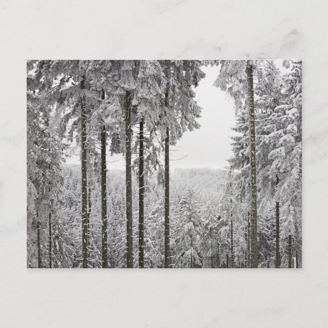 Evergreen forest in winter postcard (Front)