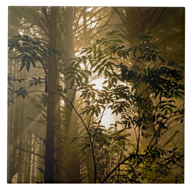 Evergreen Forest | Oregon Coast Ceramic Tile (Front)