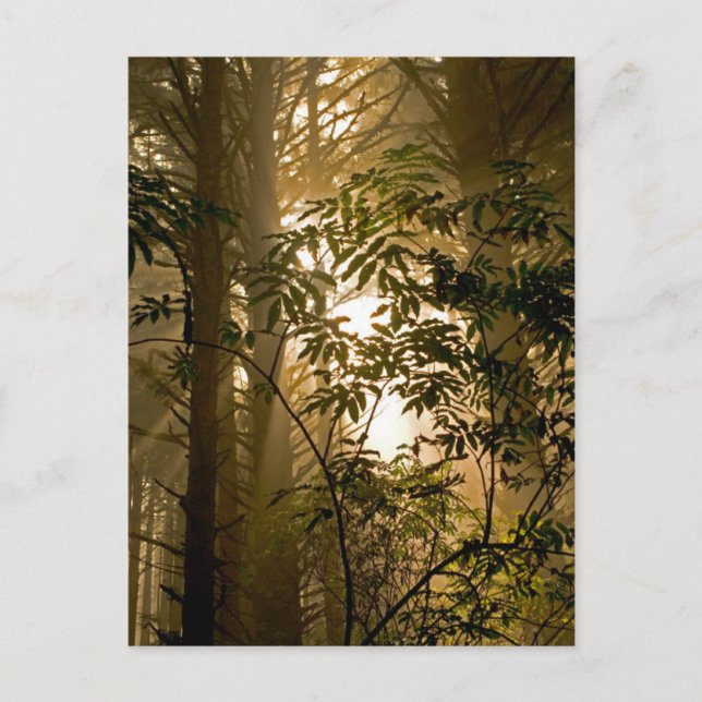 Evergreen Forest | Oregon Coast Postcard (Front)