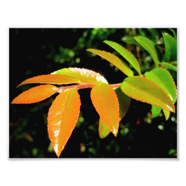 Evergreen Huckleberry Photo Print (Front)