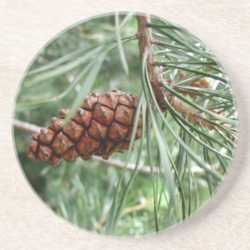 Evergreen Pine Cone Thirsty Sandstone Coaster