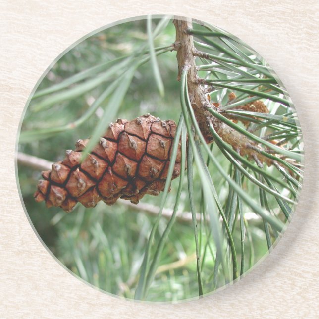 Evergreen Pine Cone Thirsty Sandstone Coaster (Front)