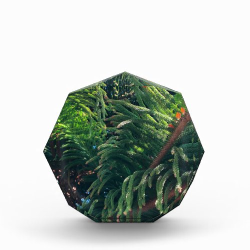 Evergreen pine_tree conifer  acrylic award