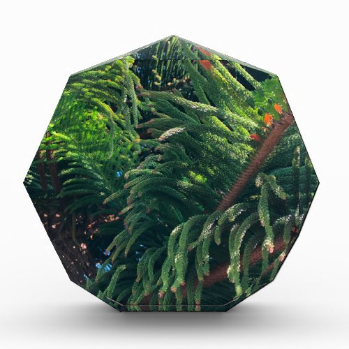 Evergreen pine_tree conifer  acrylic award