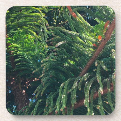 Evergreen pine_tree conifer  beverage coaster