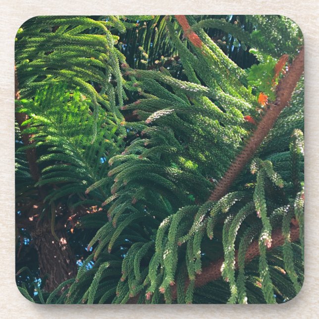 Evergreen pine-tree conifer  beverage coaster (Front)