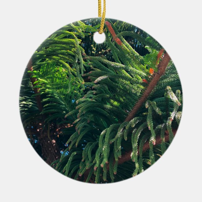 Evergreen pine-tree conifer  ceramic ornament (Front)