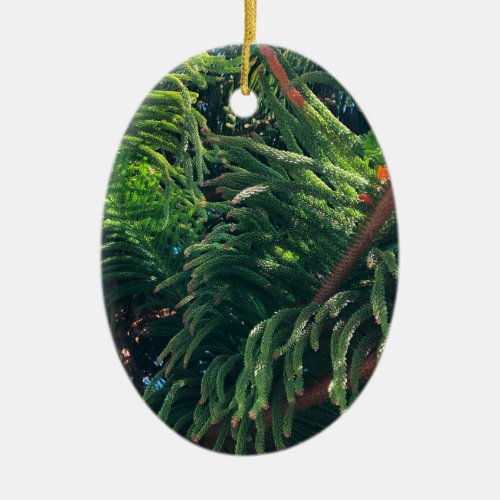 Evergreen pine_tree conifer  ceramic ornament