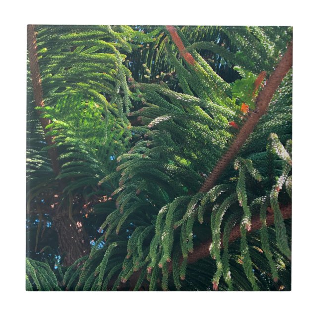 Evergreen pine-tree conifer  ceramic tile (Front)