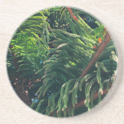 Evergreen pine_tree conifer  coaster