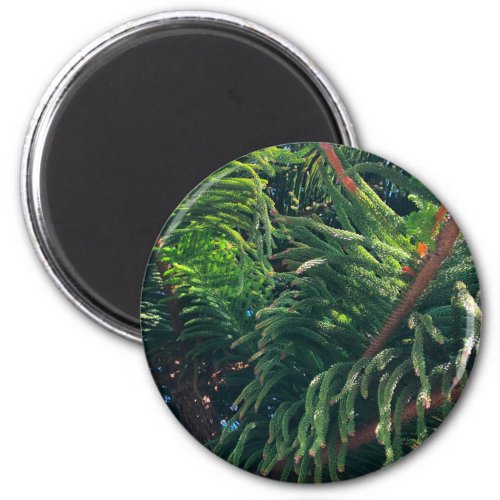Evergreen pine_tree conifer  magnet