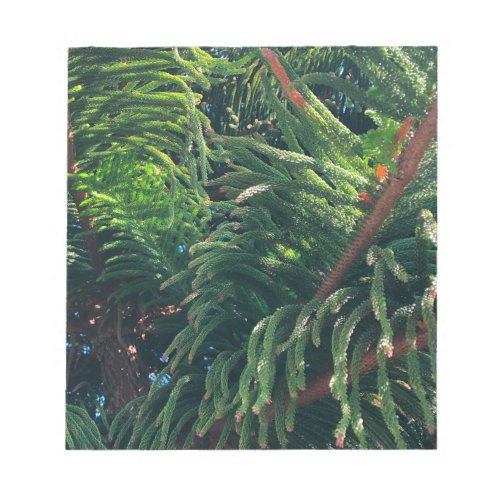 Evergreen pine_tree conifer  notepad