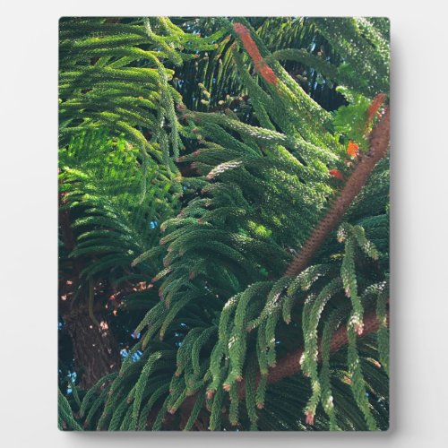 Evergreen pine_tree conifer  plaque