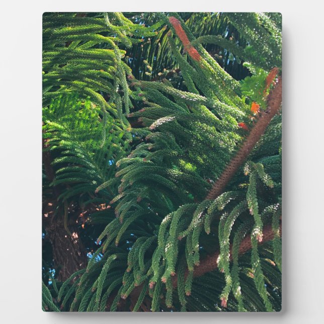 Evergreen pine-tree conifer  plaque (Front)