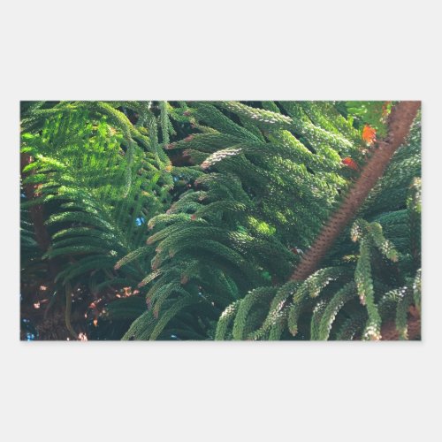 Evergreen pine_tree conifer  rectangular sticker