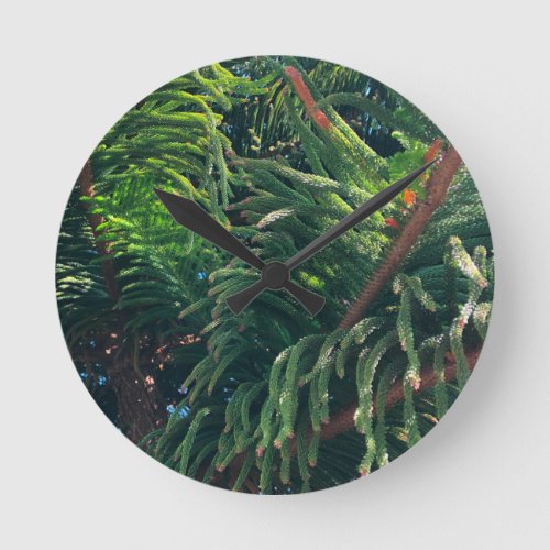 Evergreen pine_tree conifer  round clock