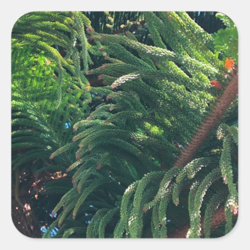 Evergreen pine_tree conifer  square sticker