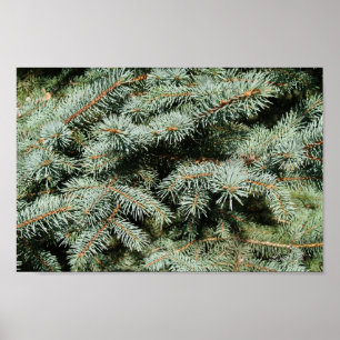 Evergreen Tree Background Canvas or Poster
