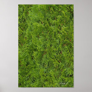 Evergreen Tree Background Canvas or Poster