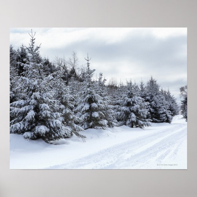 Evergreen trees and road in snow poster (Front)