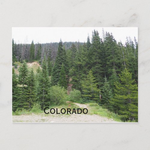 evergreen trees in Colorado mountains Postcard