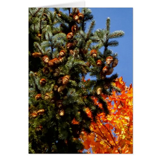 Evergreen with Pinecones Cards (Front)