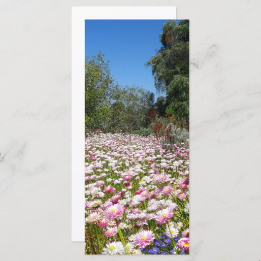 Everlasting Flowers (Front/Back)