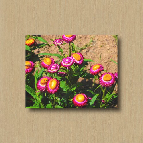 Everlasting in a Flower Garden Canvas Print