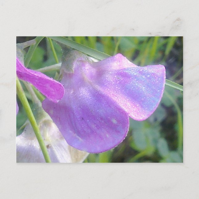 Everlasting Sweet Pea Postcard (Front)