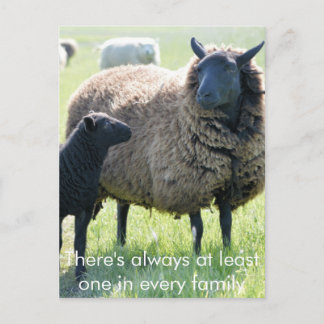 Every family has a black sheep postcard