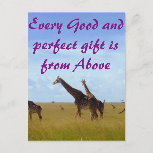 Every good  perfect gift African Safari Giraffes Postcard