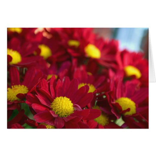 Everybody Has a Mum Cards (Front Horizontal)