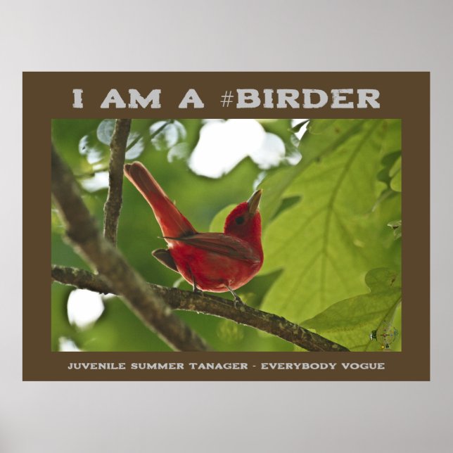 Everybody Juvenile Summer Tanager Birder Poster (Front)