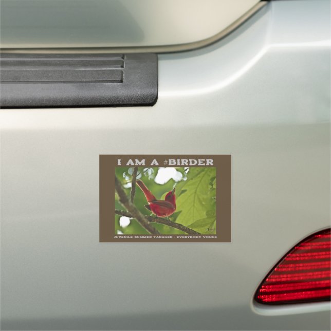 Everybody Vogue Juvenile Summer Tanager Birder Car Magnet (In Situ)